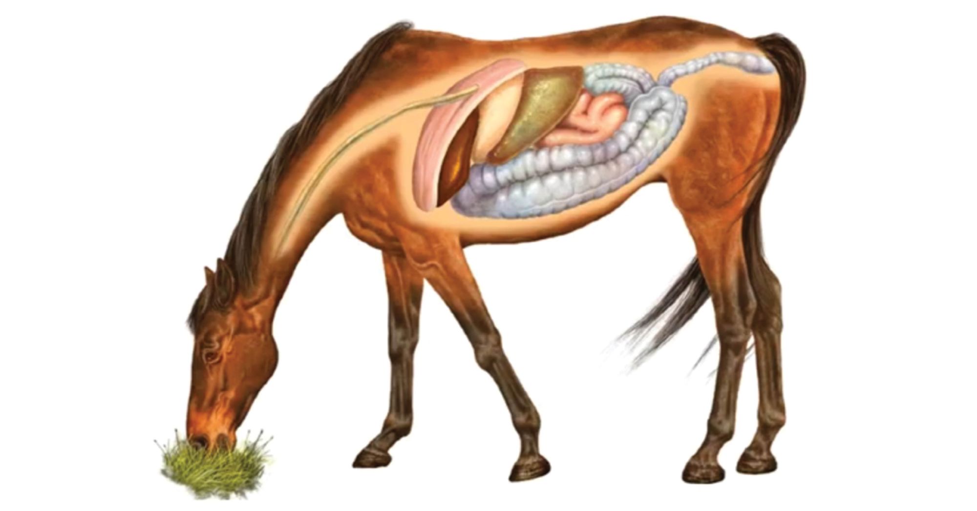 Youth Webinar Equine Digestion youth-webinar-equine-digestion