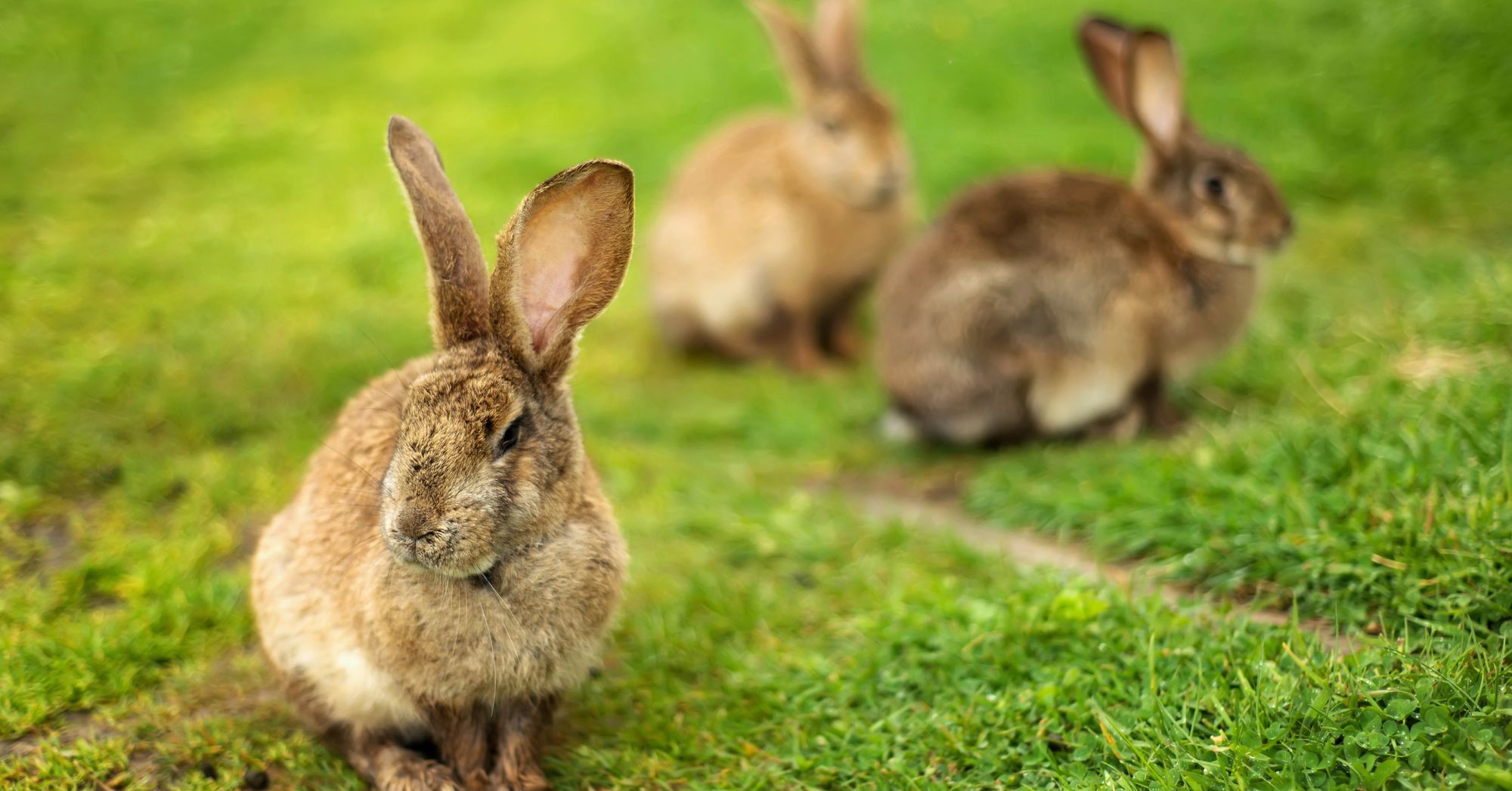 Rabbit Hemorrhagic Disease RHDV2