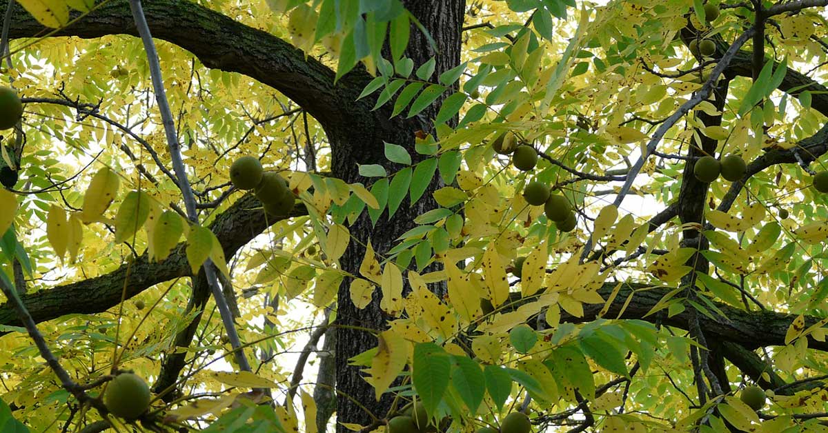 black-walnut-tree