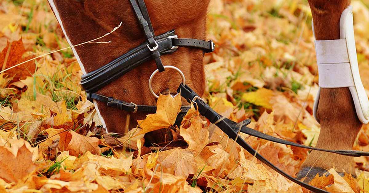 Fall Leaves Are They Toxic fall-leaves-are-they-toxic