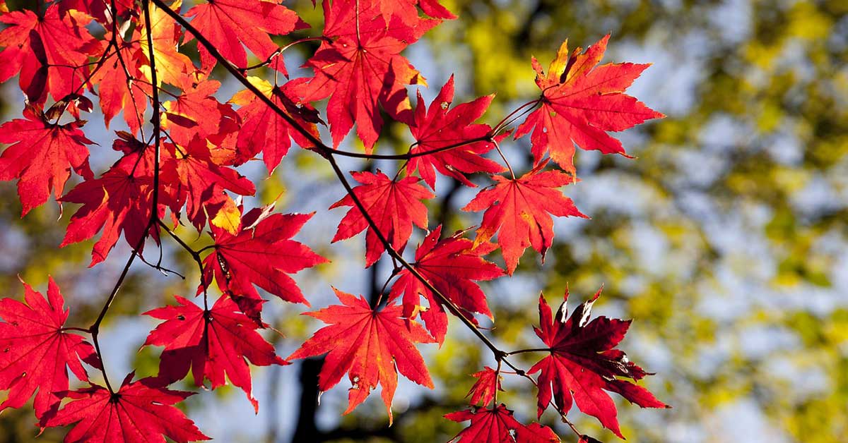 red-maple-tree