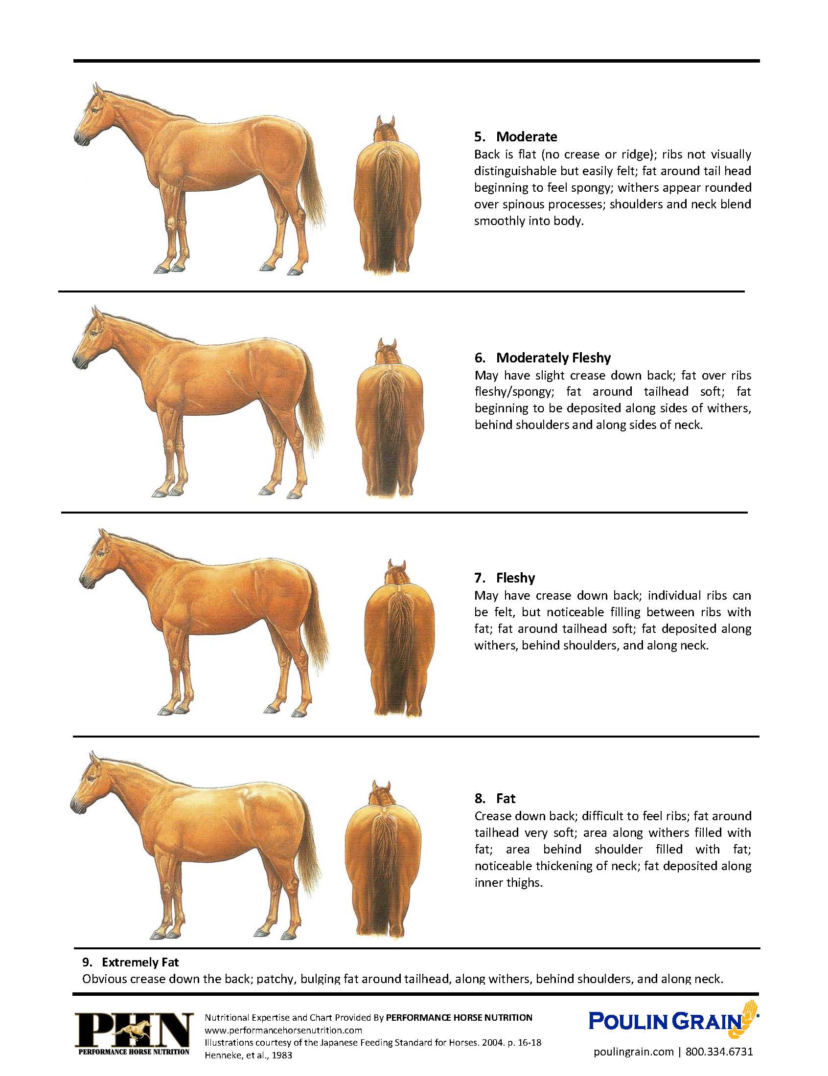 Scale Body Chart