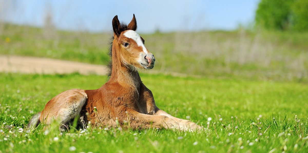 Feeding Growing Horses