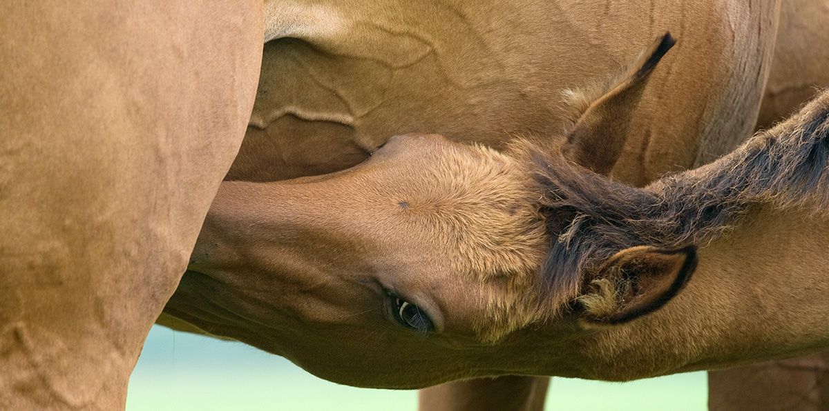 Feeding the Lactating Mare