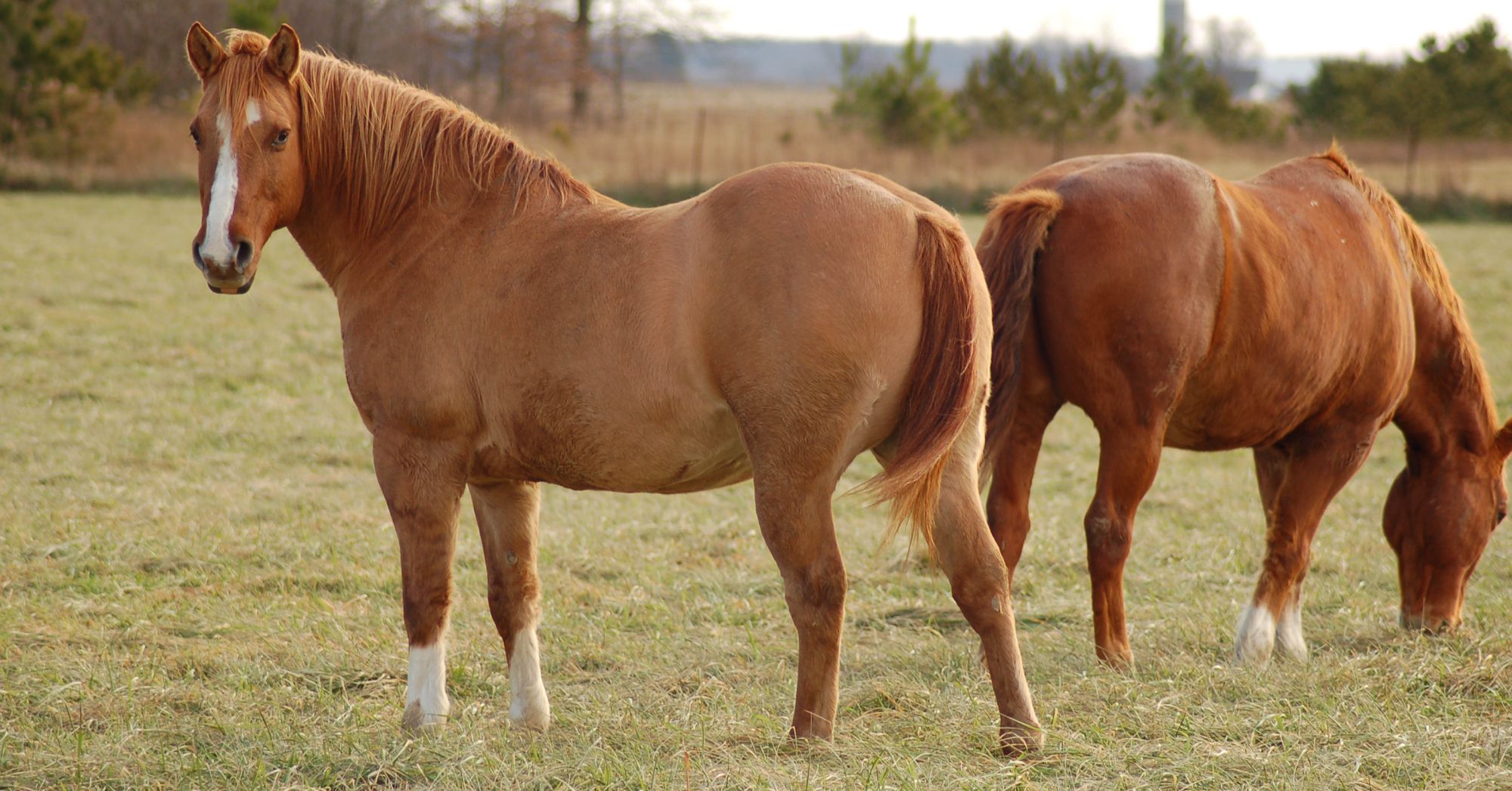 Feeding The Insulin Resistant Horse