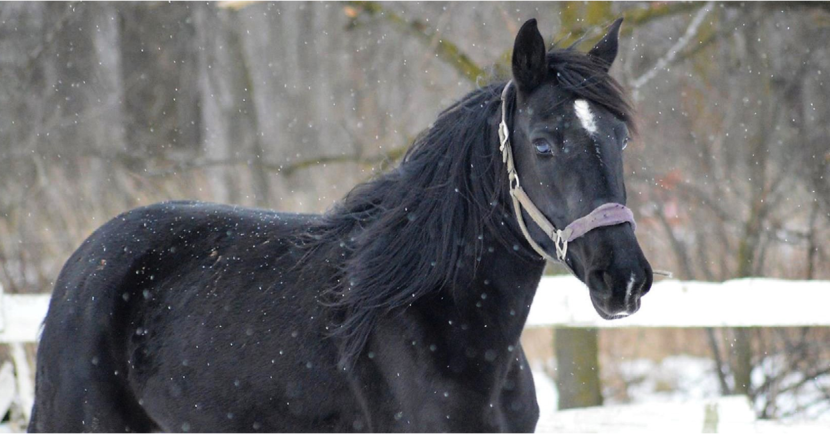 #PoulinPowered Highlight: Phoenix Rising Equine Rescue & Rehabilitation