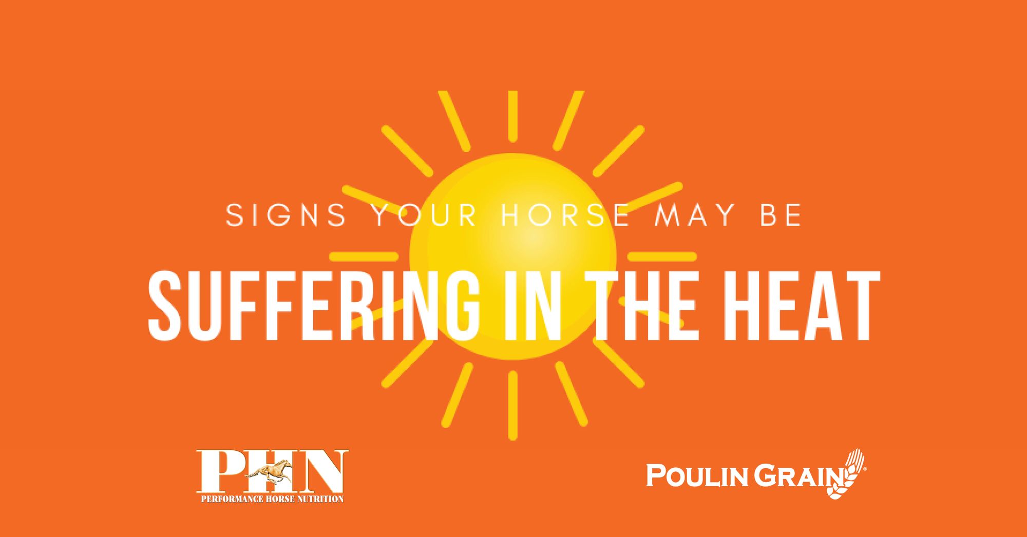 Signs Your Horse May Be Suffering in the Heat