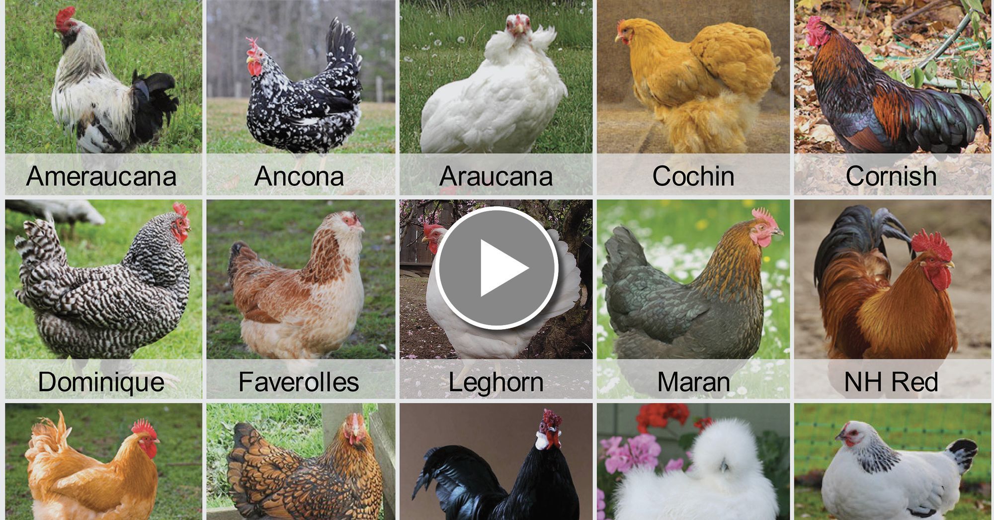 Best Laying Hen Breed Chart