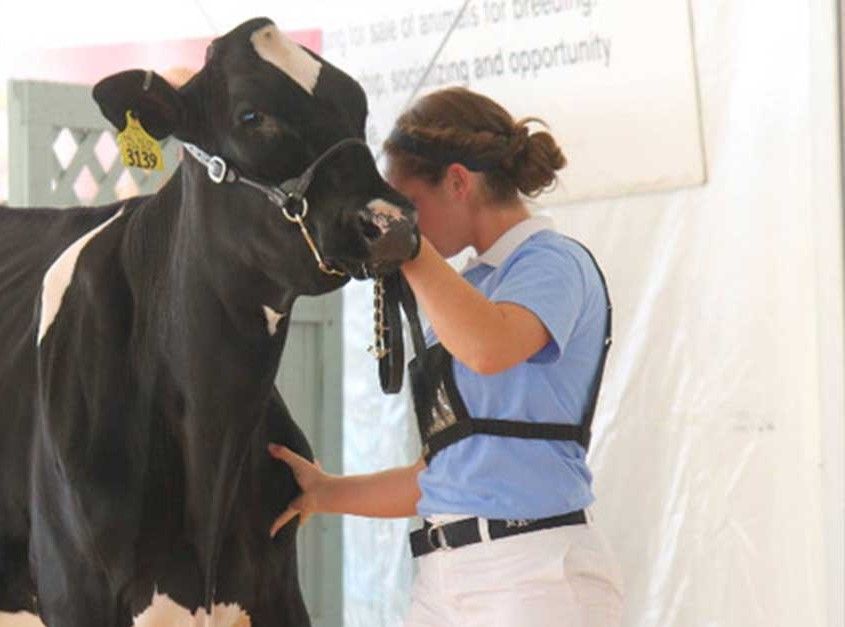 A Dairy Internship Experience