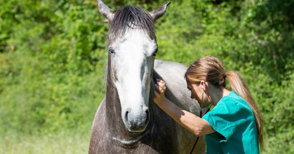 Liver Disorder in Horses