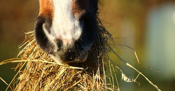 Fiber Utilization in Horses