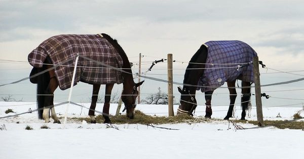 Forage: How Much Do I Need to Feed Over the Winter?