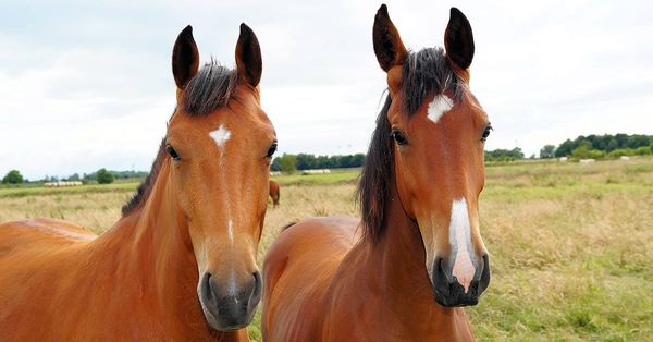 Chronic Weight Loss in Horses
