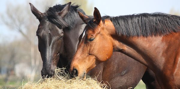 Hay 101: Matching the Right Forage with your Horse's Nutrient Needs