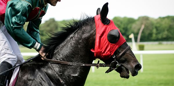 Omega 3 & 6 Fatty Acids for Horses