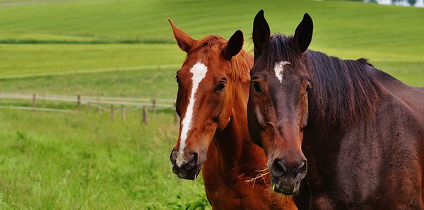 Feeding the Senior Horse