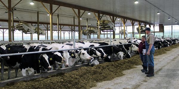 Robotic Milking: A Clear Advantage at Barnes Black and White Farm