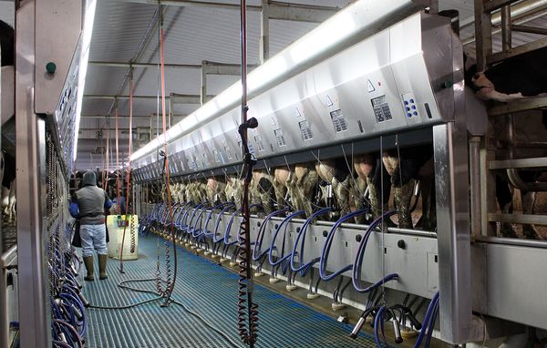 Adams New York Dairy Farm Wins Dairying for Tomorrow Award