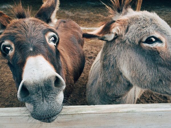 Feeding Donkeys and Mules