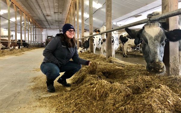 A Day in the Life of a Dairy Cattle Nutritionist
