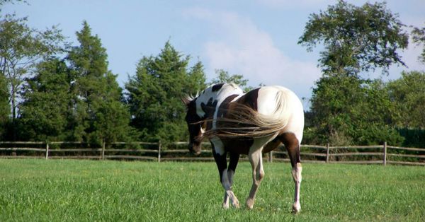 Pasture Turn Out Strategies to Limit NSC Intake