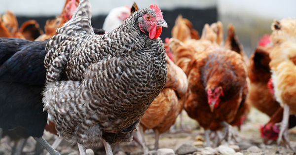 6 Reasons Our Premium Poultry Feeds Can't Be Beat
