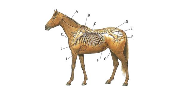 Simple Equine Protein Calculations