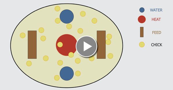 Brooder Temperature & Chick Behavior