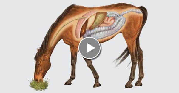 Youth Webinar: Equine Digestion