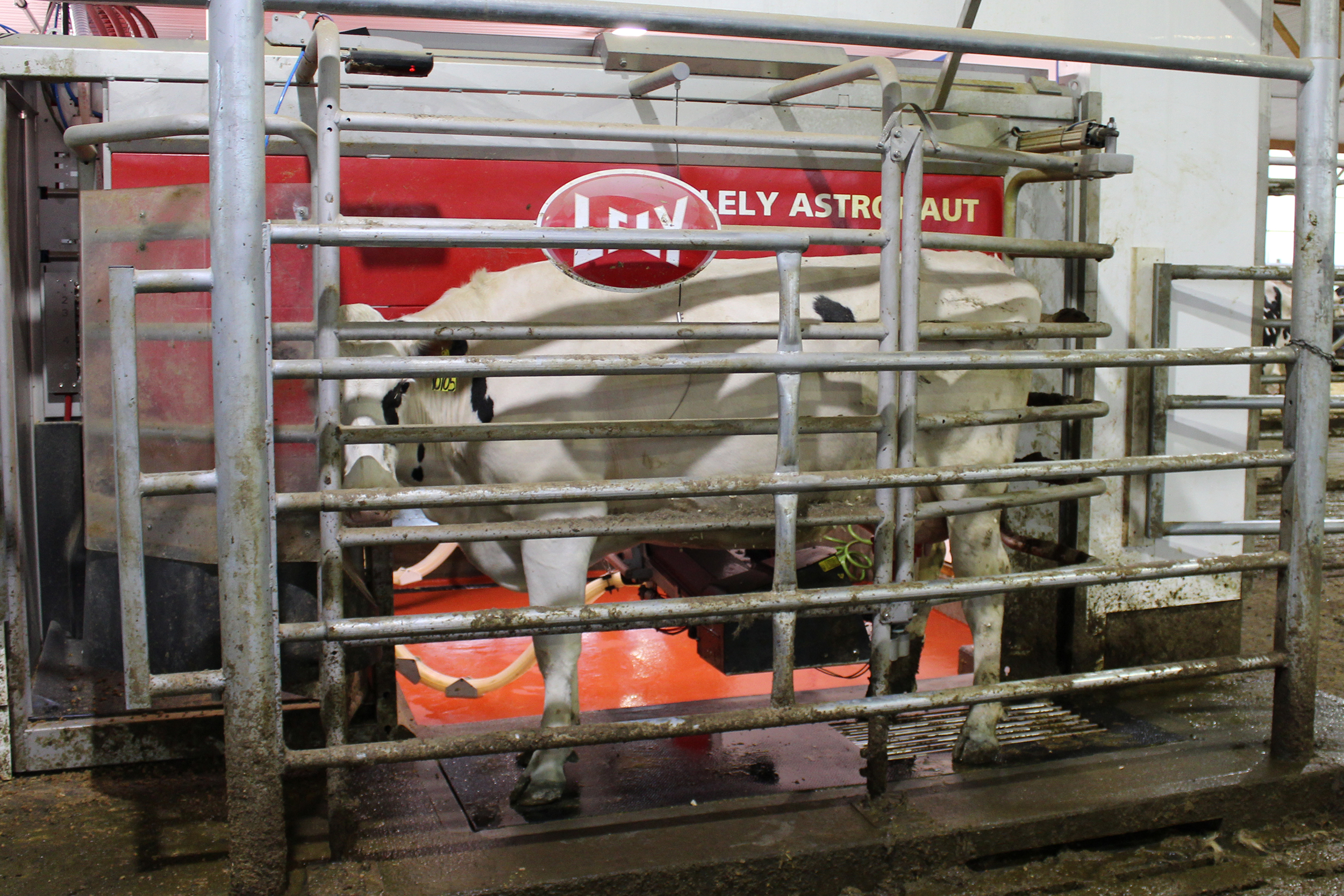 Robotic Milking A Clear Advantage At Barnes Black And White Farm 